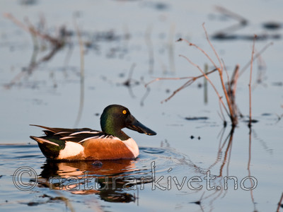 BB 09 0108 / Anas clypeata / Skjeand